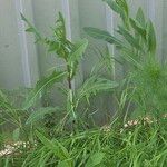 Eupatorium capillifolium Blatt