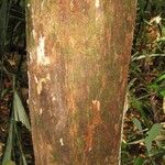 Pouteria grandis Bark