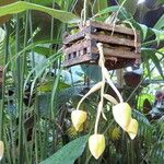 Stanhopea dodsoniana