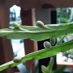 Rhipsalis micrantha Fruit