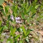 Dyschoriste oblongifolia Цвят