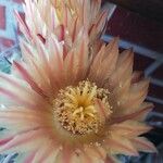 Ferocactus herrerae Fiore