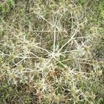 Eryngium campestre Fruit