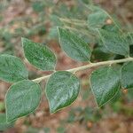 Cotoneaster simonsii Folla