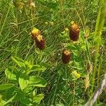 Trifolium spadiceum Flor