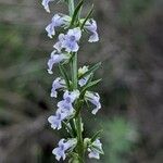 Anarrhinum bellidifoliumFlower