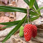 Freycinetia schlechteri ᱡᱚ