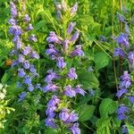 Lobelia siphiliticaЛисток