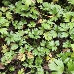 Ranunculus repens Leaf