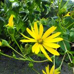 Silphium perfoliatum