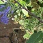 Caryopteris × clandonensis Çiçek