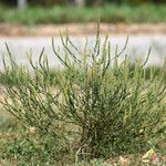 Ambrosia bidentata Habit