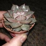 Echeveria purpusiorum Leaf