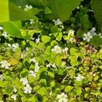 Bacopa repens Feuille