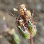 Plantago sempervirens Fruit