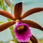 Calanthe tankervilleae Flower