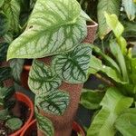 Monstera dubia Ліст