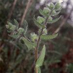 Nonea echioides Kvet