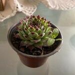 Sempervivum calcareum Blad