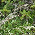 Melica minuta Habit