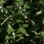 Senecio articulatus Leaf