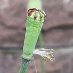 Papaver atlanticum ഫലം