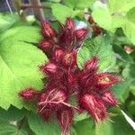 Rubus phoenicolasius Fruit