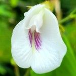 Clitoria falcata Flower