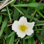 Ranunculus kuepferi Flower