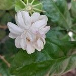 Jasminum sambac Blomma