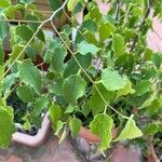 Celtis africana Leaf