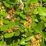 Searsia natalensis Fruit