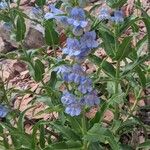 Penstemon speciosus Levél