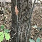 Quercus hartwissiana 树皮