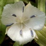 Calochortus minimus Floare