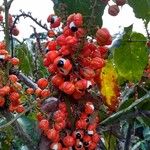 Paullinia cupana Fruit