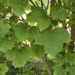 Viburnum acerifolium Blatt