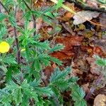 Potentilla pedata Ліст