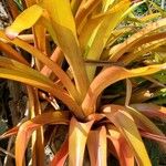 Aechmea blanchetiana Leaf