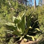 Agave salmiana Leaf