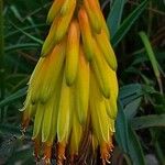 Aloe striatula Květ