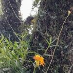 Epidendrum fulgens Hábito