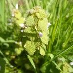 Lamium purpureum Blatt