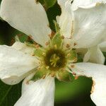 Amelanchier utahensis Flower