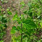 Stachytarpheta indica Folha