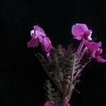 Pedicularis gracilis Yeri