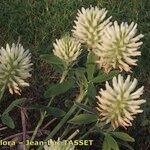 Trifolium pannonicum Lorea