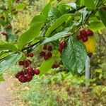 Cotoneaster bullatus Frucht