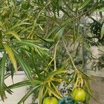 Thevetia neriifolia Hoja