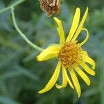 Jacobaea paludosa Flower